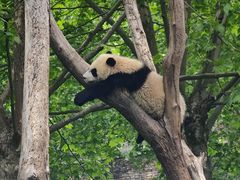 -卧龙中华大熊猫苑神树坪基地