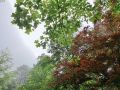 -四明山国家森林公园
