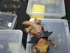 -中环花鸟鱼虫市场
