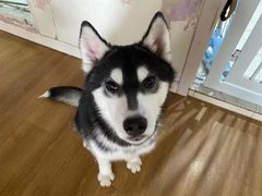-Husky Go! 哈士奇体验馆·宠物咖啡厅狗咖