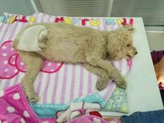 -瑞派福兴宠物医院犬猫全科·骨科·中西医结合(河东店)