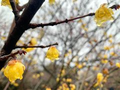 -香雪海