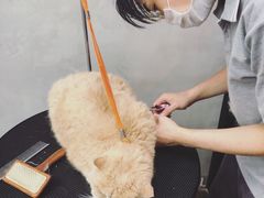 -PETKIT 小佩宠物·低压洗护·美容·寄养(安远店)