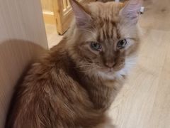 -MOCHA明星猫咖(田子坊店)