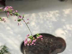 -棠湖公园