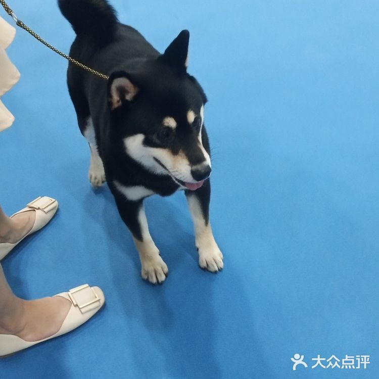 宠物展也太好吸猫撸狗了！[亲亲][亲亲][亲亲]