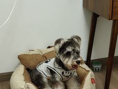 -翊宠yipet猫狗购宠庄园犬舍•猫舍