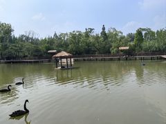 -溱湖国家湿地公园