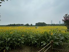 -苏州湾体育公园