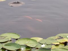 -莲花池公园