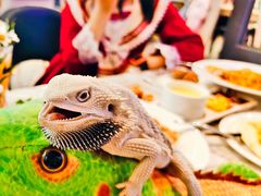 -FAIRYLAND龙族星球主题餐厅(凯丹广场店)