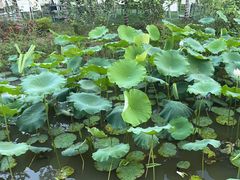 -白鹭湾湿地公园