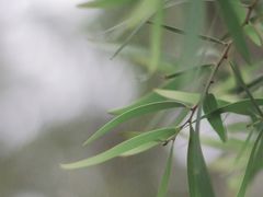 -狐尾山公园