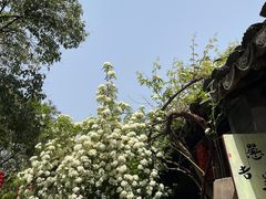 -西园戒幢律寺