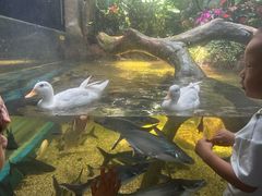 -合肥海洋世界