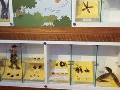 -武吉知马自然保护区