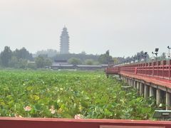 -微山湖红荷湿地景区