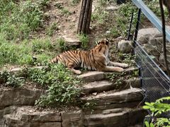 -大连森林动物园