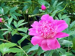 -上海鲜花港