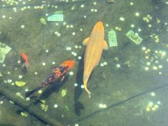 -普陀山慧济禅寺