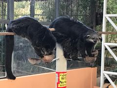 -清迈夜间动物园