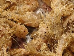 -渔码头食府·20年蓬莱老字号(登州路店)