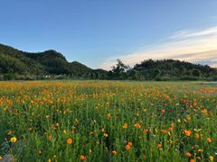 -大围山国家森林公园