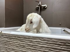 -宠宠熊宠物美容(星湖街店)