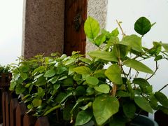 -星巴克(福州三坊七巷店)