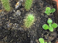 -必胜客(北苑路店)