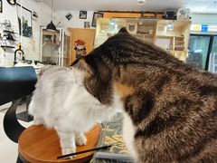 -平行世界·猫咖(首经贸店)