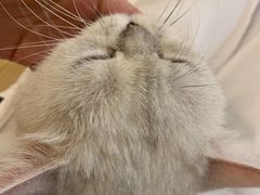 -猫域·湾主题猫咖·宠物吧(南坪城市广场店)