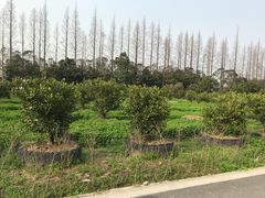 -前小桔亲子创意农场·草莓采摘·露营烧烤