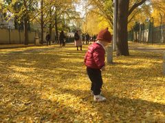 -三里屯东五街银杏大道