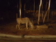 -清迈夜间动物园