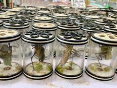 -万商花鸟市场