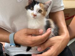 -芭比堂动物医院·CT·微创中心(新顺分院)