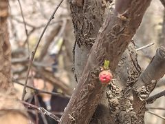 -桃花堤公园