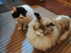 -MOCHA明星猫咖(田子坊店)