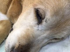 -爱侣宠医·鹦鹉专科·小型哺乳类·异宠专科(灵石路店)