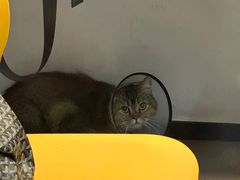 -御宝贝·A梦猫科宠物医院(国际猫友好医院)
