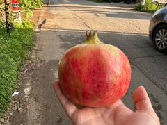 -蘑统田下·野生菌火锅