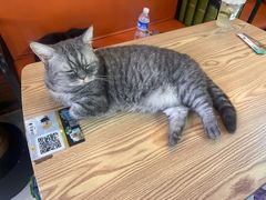 -豆逗聊愈猫阁Easy Life