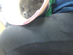-瑞派天宁宠物医院·猫科·异宠中心