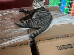 -派特宠物医院(圆融广场店)