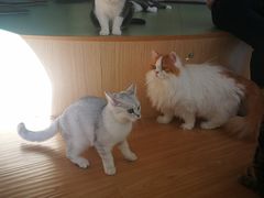 -猫和宫(六道口店)