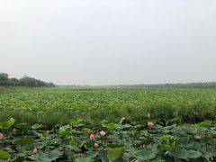 -西青郊野公园