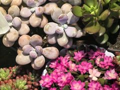 -花鸟鱼虫鲜花绿植市场(玉泉路店)