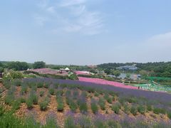 -大塘金香草谷