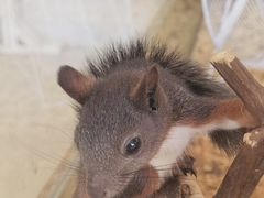 -怪兽屋·羊驼·猫咖·狗咖(俊华广场店)